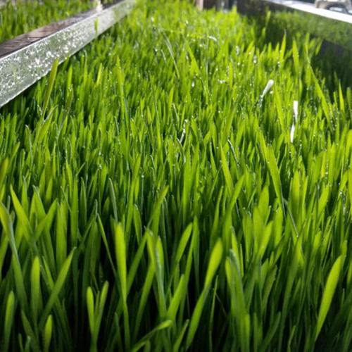 青泓農業 自動化水培青綠牧草設備服務商_濰坊青泓農業科技有限公司