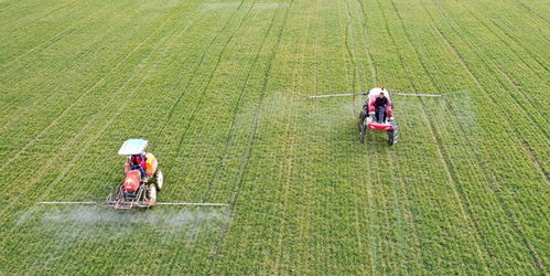 農(nóng)業(yè)農(nóng)村部啟動冬小麥 科技壯苗 和大豆玉米帶狀復(fù)合種植技術(shù)服務(wù)活動