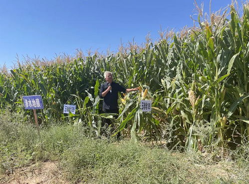 縣發(fā)改科技局開展農(nóng)業(yè)科技試驗示范成果觀摩暨特派員交流學(xué)習(xí)現(xiàn)場會