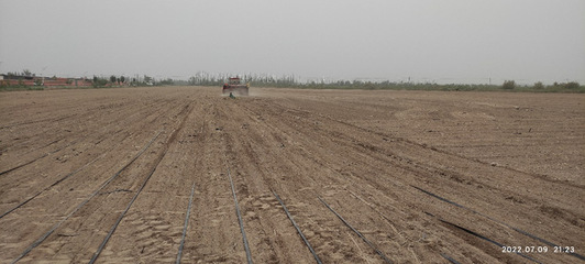 &ldquo;綠洲農業(yè)生態(tài)與環(huán)境&rdquo;團隊赴第三師開展鹽堿地飼料油菜栽培科技服務