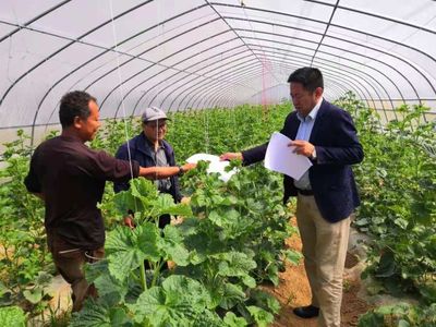 【千陽縣農業(yè)農村局】科技入園優(yōu)服務 結出惠農"幸福果"