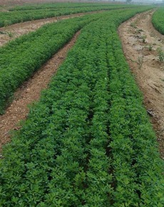 想要優(yōu)惠的成都紫花苜蓿就來綠牧天下 達州紫花苜蓿