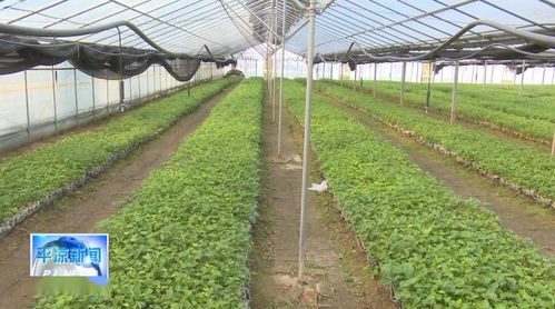 平?jīng)?產(chǎn)業(yè)扶貧政策激發(fā)貧困群眾發(fā)展動力