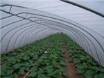 玻璃溫室當選京豐溫室大棚建設|承德溫室大棚-石家莊京豐農業(yè)科技提供玻璃溫室當選京豐溫室大棚建設|承德溫室大棚的相關介紹、產(chǎn)品、服務、圖片、價格養(yǎng)殖大棚、溫室大棚建設、大棚設計安裝、蔬菜大棚建設、智能溫室大棚建設、大棚骨架建設、