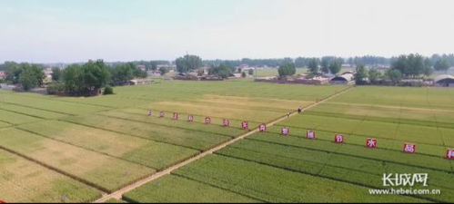 到2022年 河北農(nóng)業(yè)科技進(jìn)步貢獻(xiàn)率超61.5