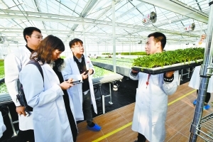 走進(jìn)綠色植物工廠 親密接觸水培蔬菜