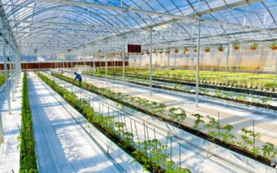 溫州瑞安現(xiàn)代農(nóng)業(yè)產(chǎn)業(yè)園通過(guò)國(guó)家級(jí)認(rèn)定