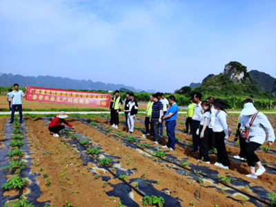 廣西薯類創新團隊崇左綜合試驗站開展&ldquo;春季農業生產科技服務&rdquo;活動
