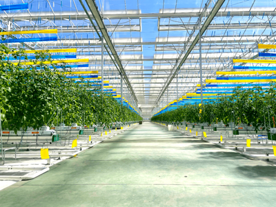 彌渡櫻桃番茄正當紅:數字植物工廠開辟農業新賽道