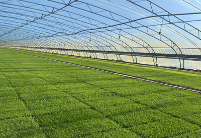 稼穡篤行 北大荒集團(tuán)黑龍江八五四農(nóng)場(chǎng)現(xiàn)代農(nóng)業(yè)科技服務(wù)中心實(shí)習(xí)感悟