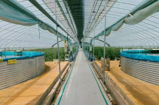 農(nóng)政齊民 以魚(yú)菜共生智慧工廠，書寫城市菜籃子保供新篇章